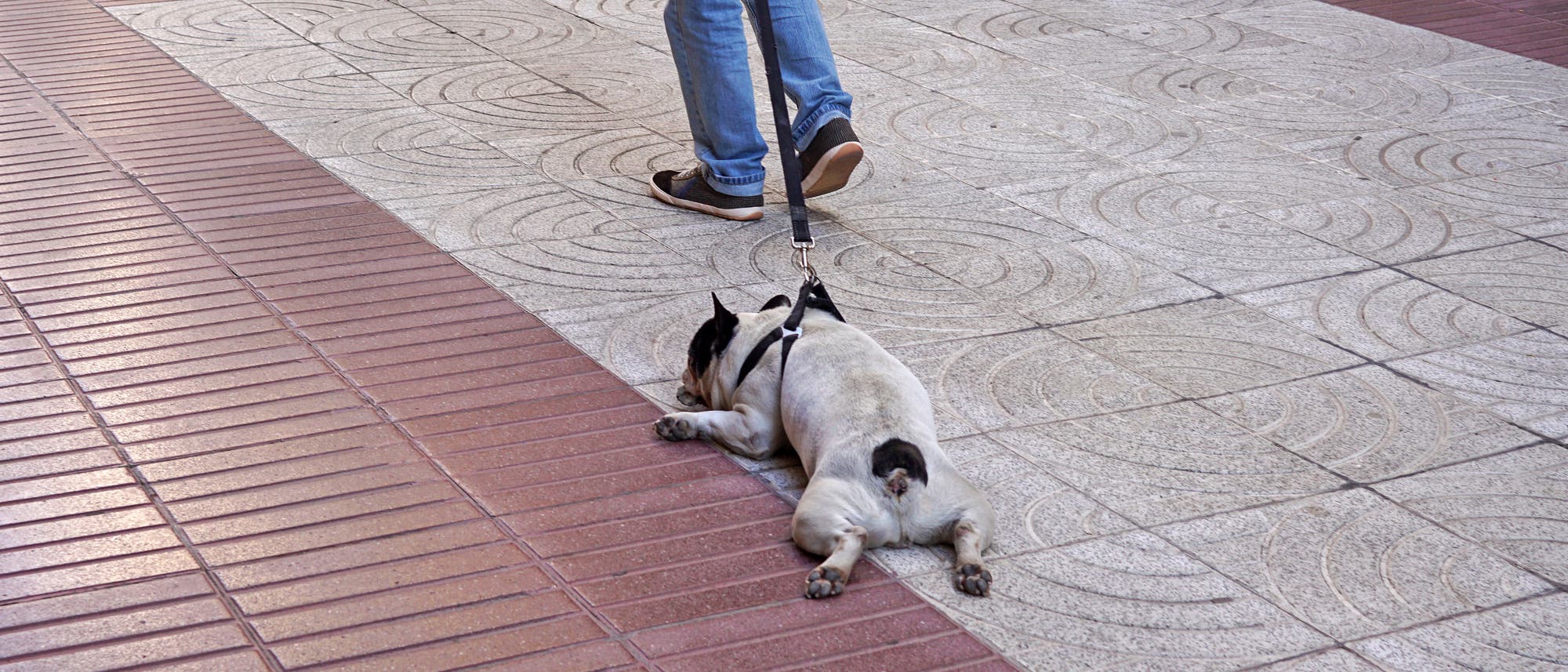 Ein Hund liegt auf dem Boden beim Gassigehen