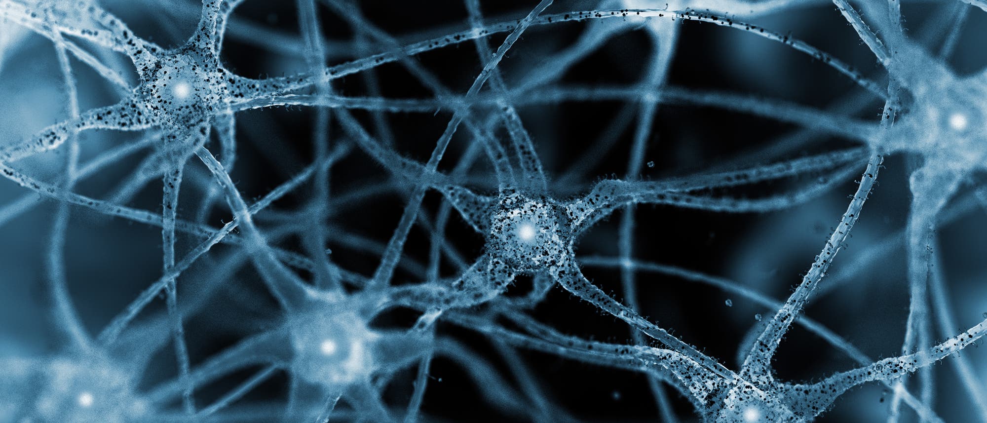 Mikroskopisches Neuronennetz