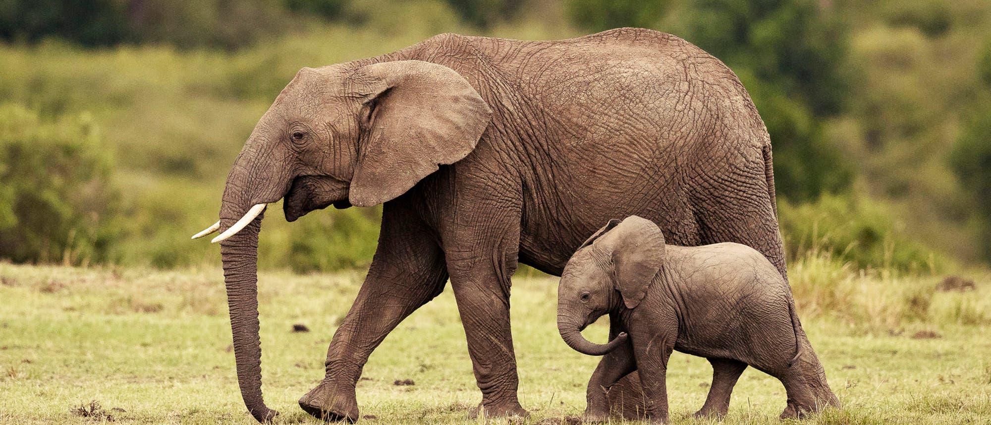 Ein Elefant mit einem Jungtier