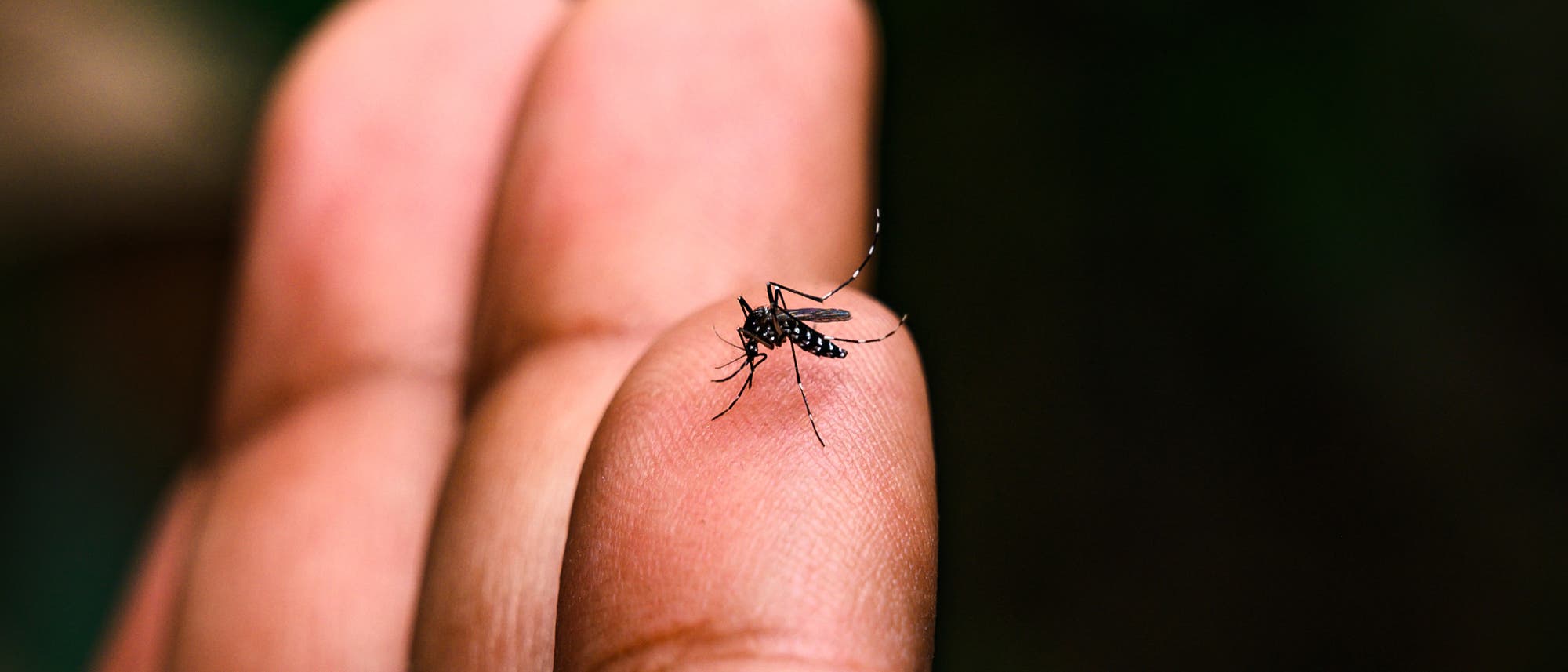 Eine Asiatische Tigermücke sitzt auf einer Fingerkuppe