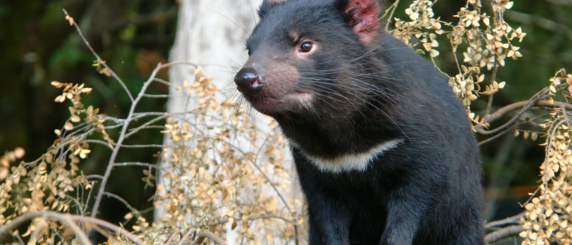 Tasmanischer Beutelteufel