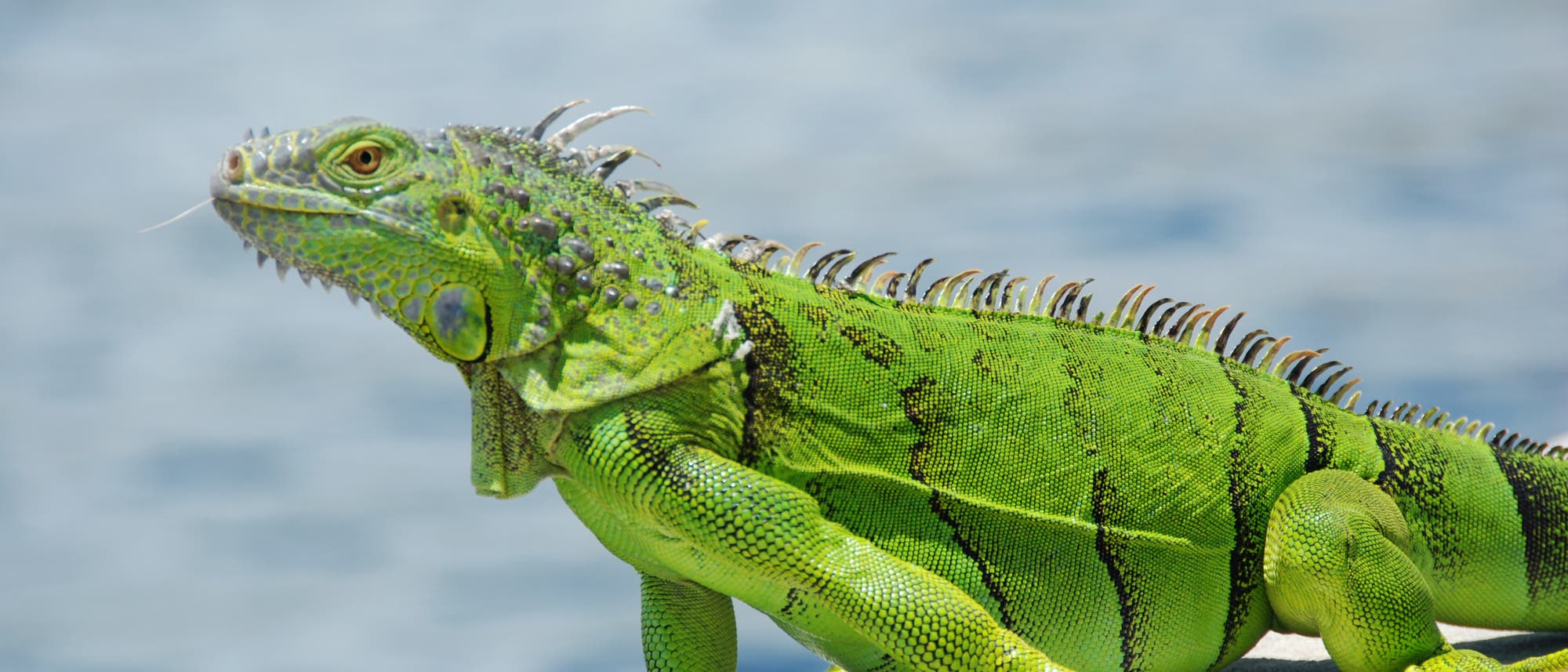 Ein grüner Leguan in Florida 
