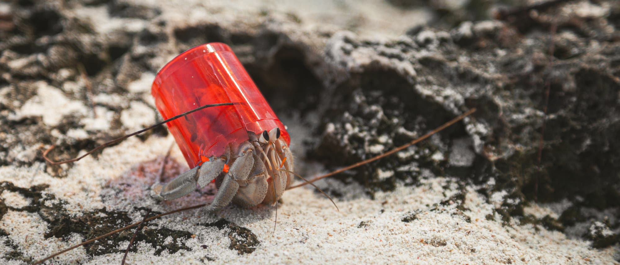 Ein Einsiedlerkrebs auf Sand mit einem roten Plastikbecher als Gehäuse.