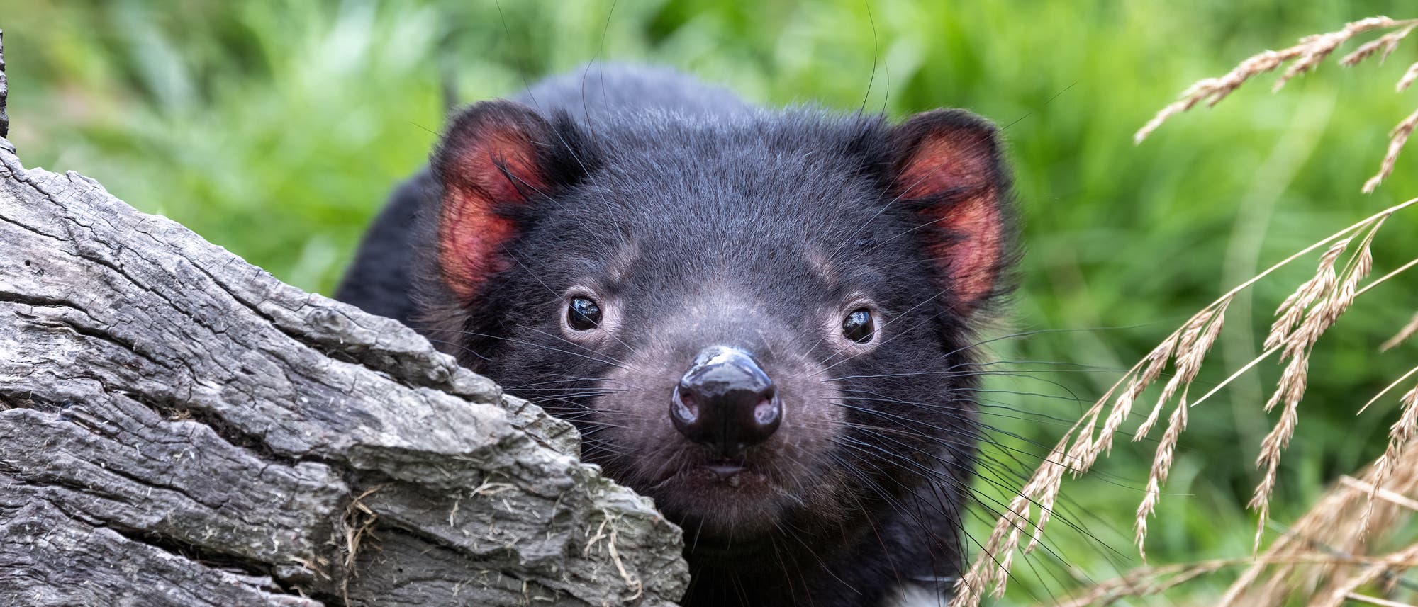 Tasmanischer Teufel, auch Beutelteufel genannt
