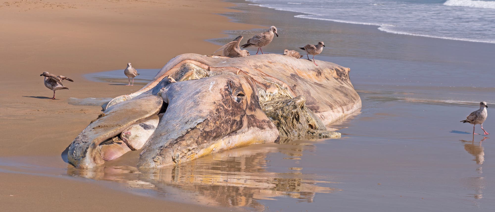 Ein toter, verwesender Grauwald liegt an einem kalifornischen Strand, Wellen laufen ans Ufer, Möwen fressen am Kadaver