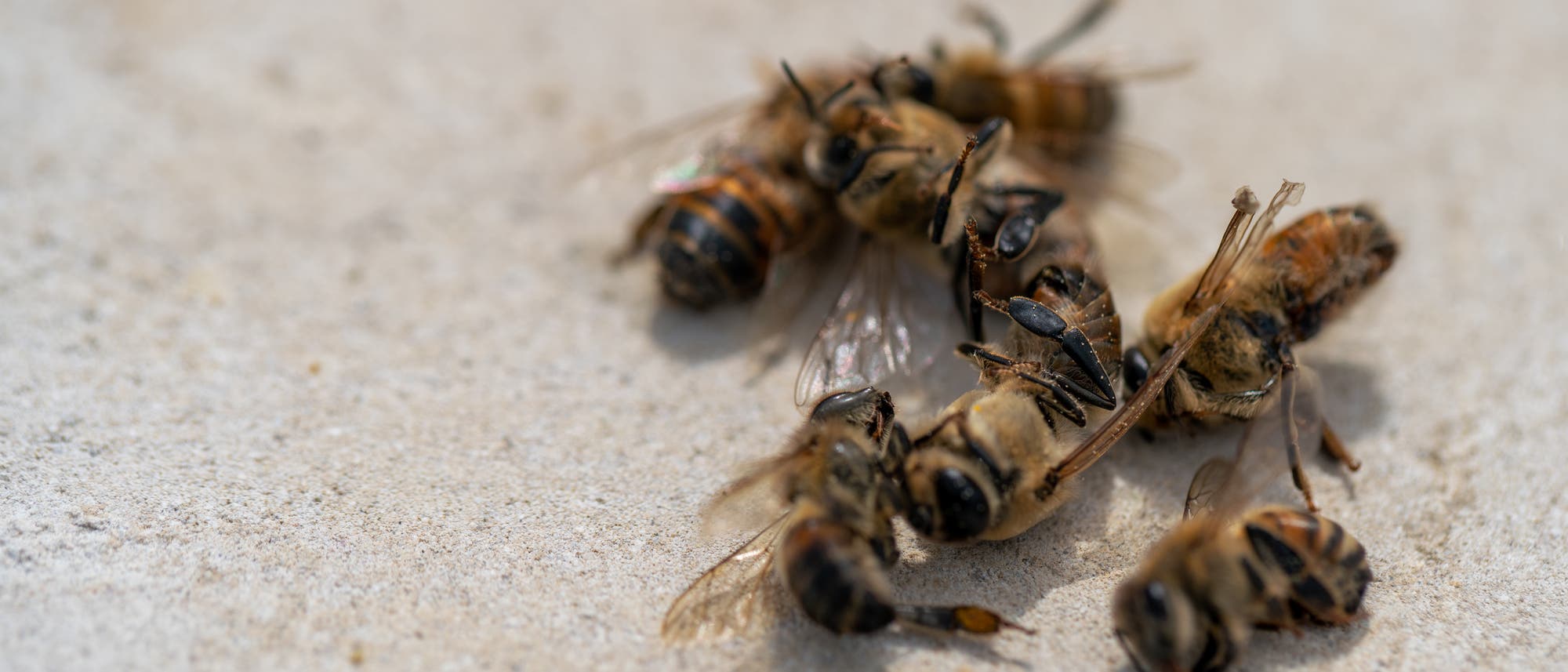 Tote Bienen