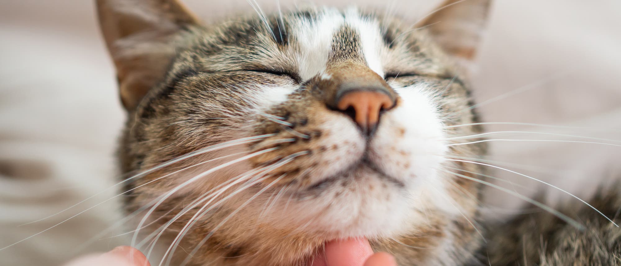 Eine Katze wird am Hals gekrault und schnurrt dabei - sehr wahrscheinlich!