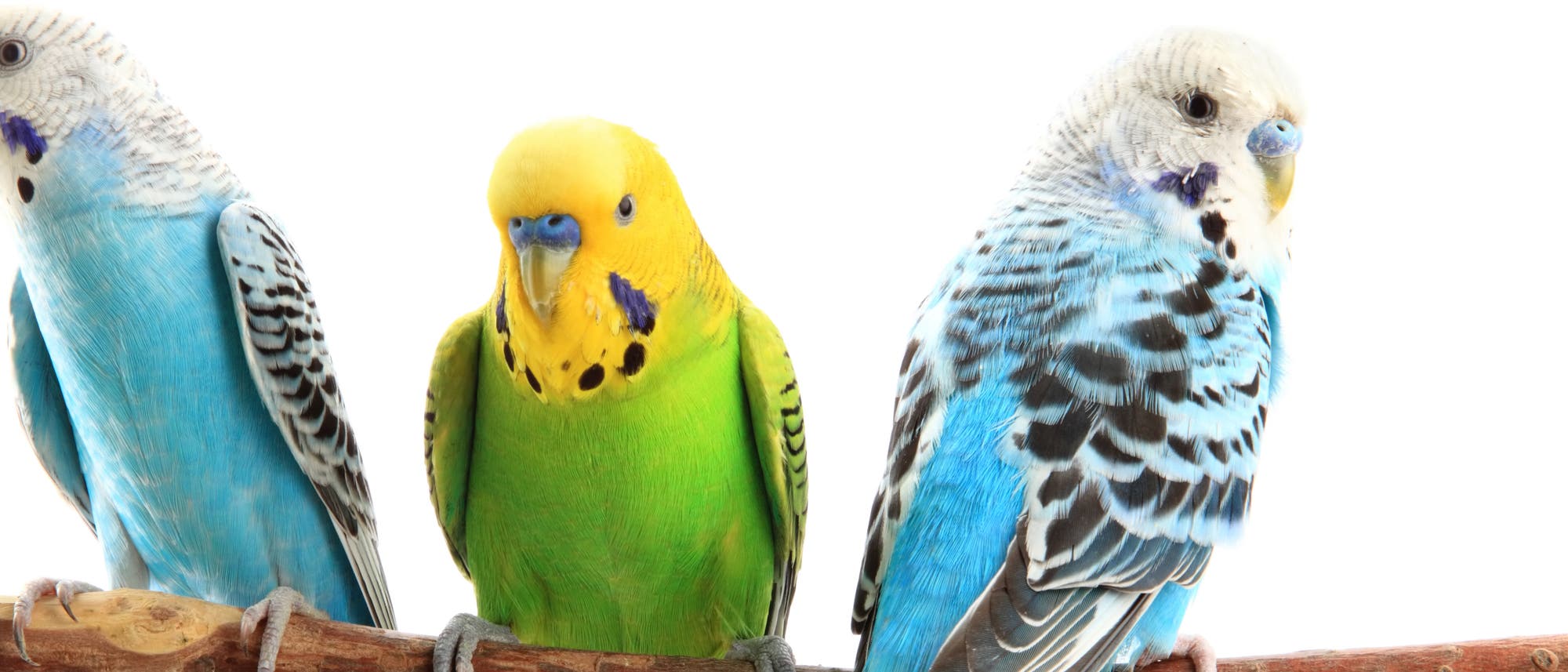 Grünes Federkleid und gelber Kopf – so präsentiert sich die Wildform der in Australien heimischen Wellensittiche (Melopsittacus undulatus). Erst als Vogelhalter anfingen, gezielt neue Farbvarianten zu züchten, entstand vor etwa 130 Jahren die heute im Zoohandel angebotene blau-weiße Form.