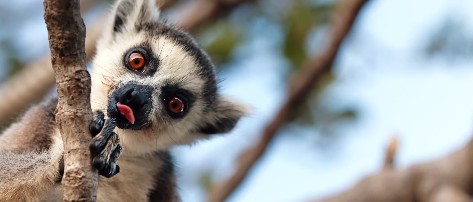 Lemur catta setzt wohl Pheromone ein, um Weibchen anzulocken.
