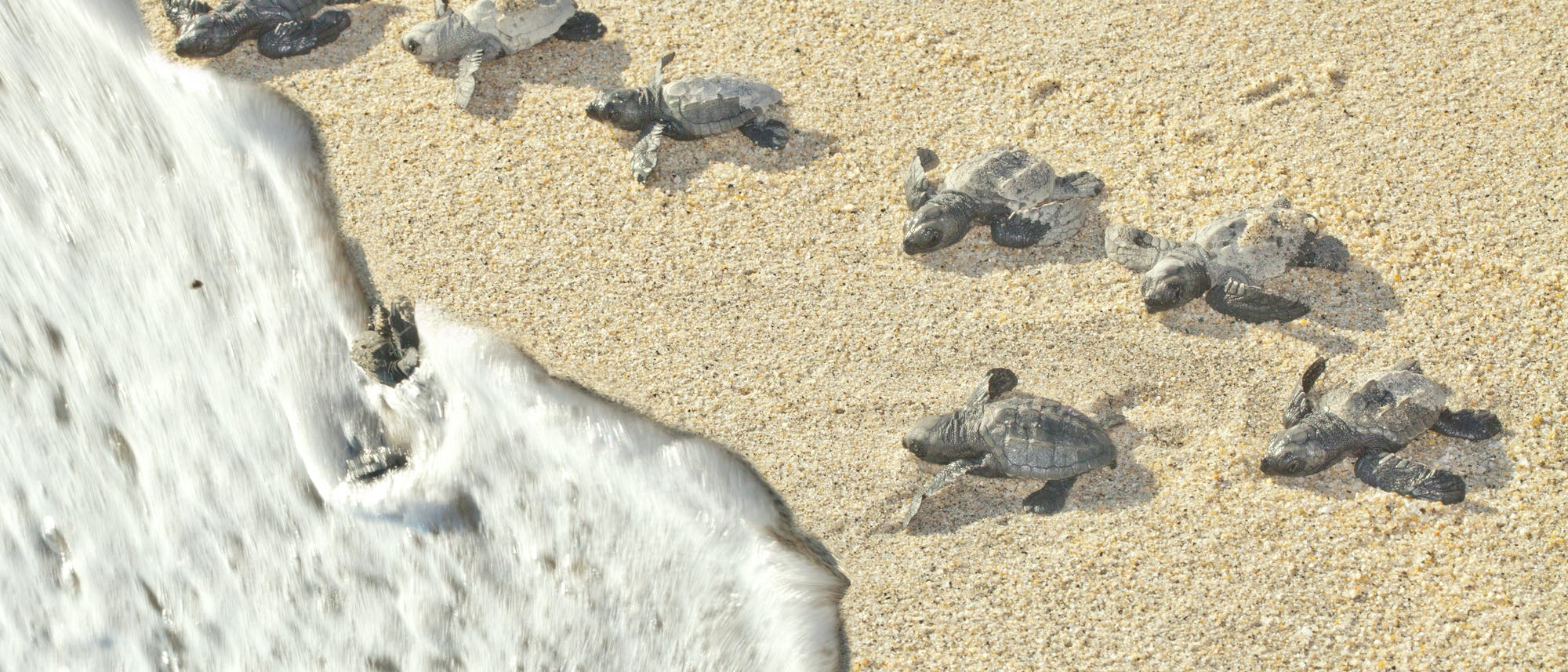 Oliv-Bastardschildkröten rennen ins rettende Meer 