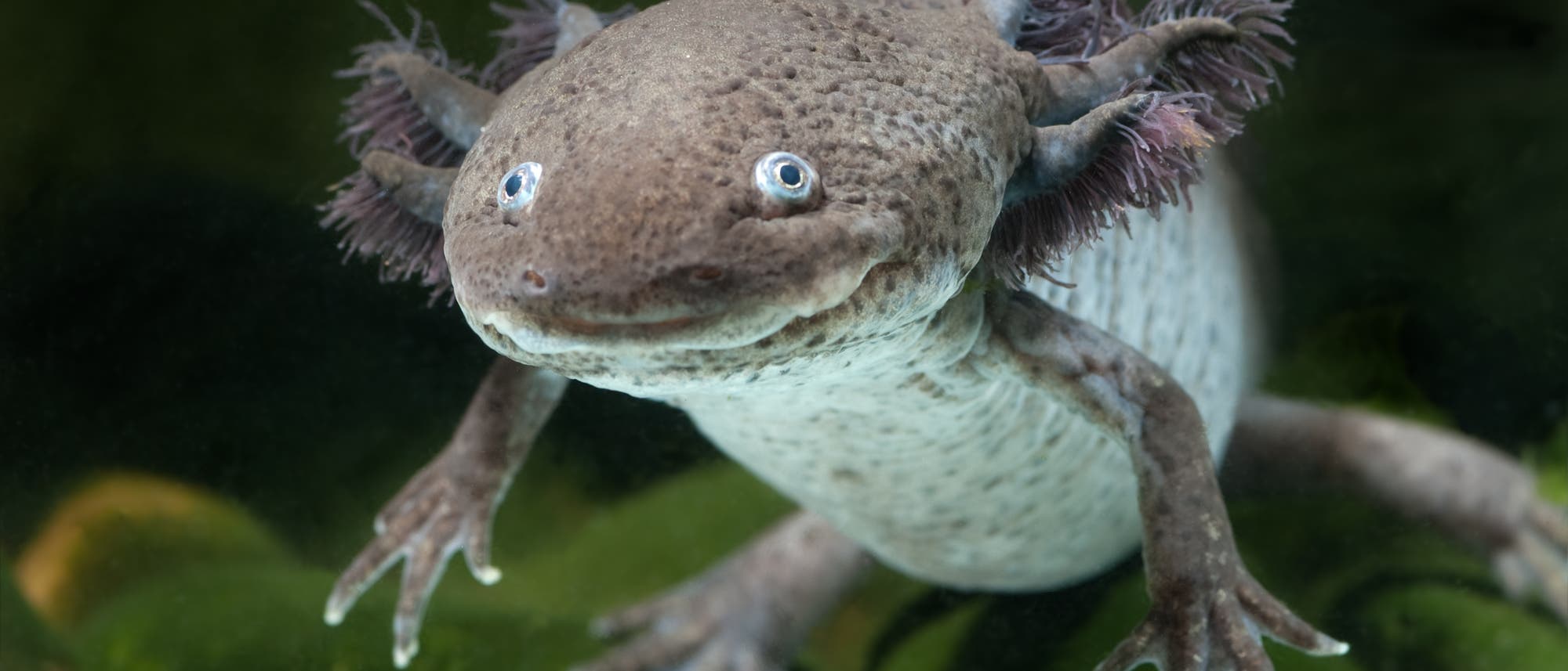Welche »Wundergene« erlauben dem Axolotl eine Rundumerneuerung?