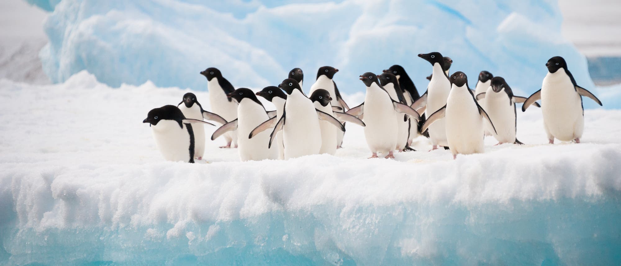Pinguine auf dem Eis