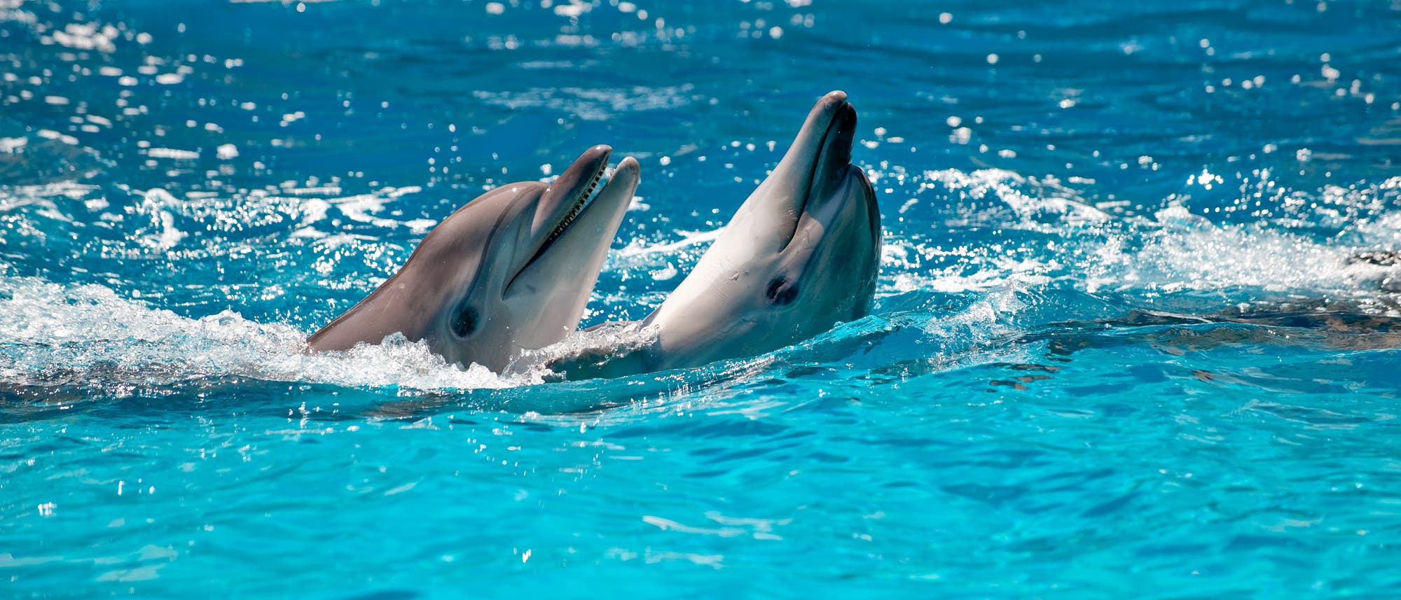 Zwei Delfine schwimmen im türkisblauen Wasser.