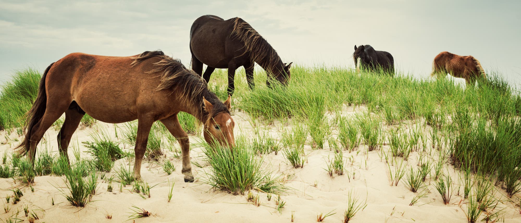 Ponys auf Sable Island