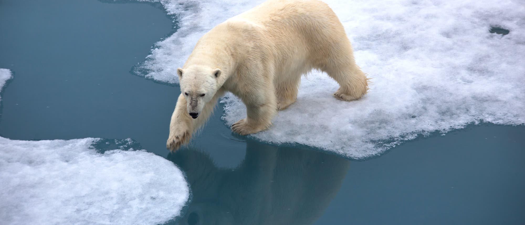 Eisbär überquert Eisschollen