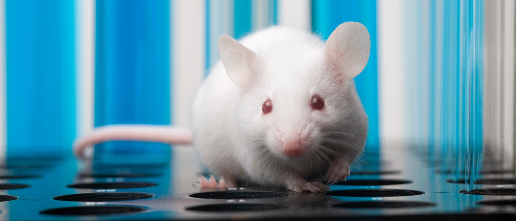 Weiße Maus in einem Labor