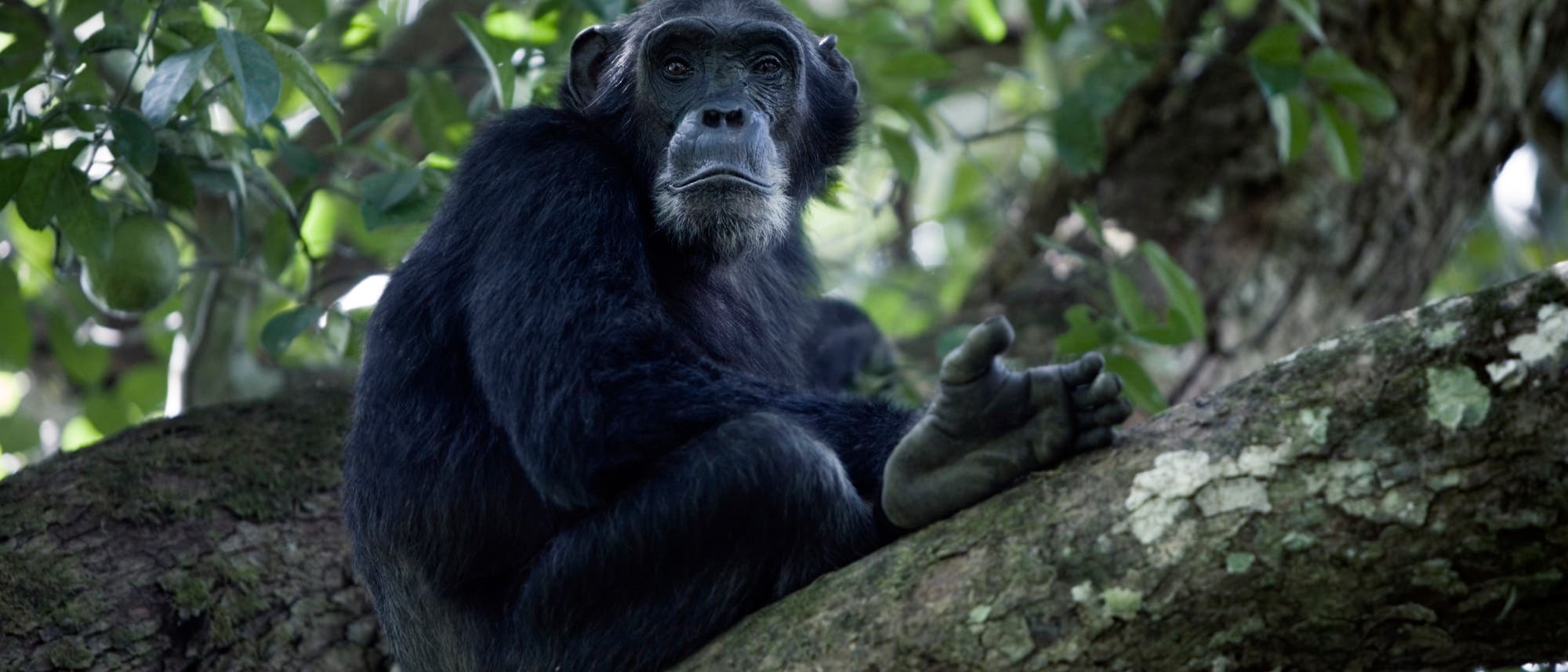 Ein erwachsener Schimpanse sitzt auf einem Baum.