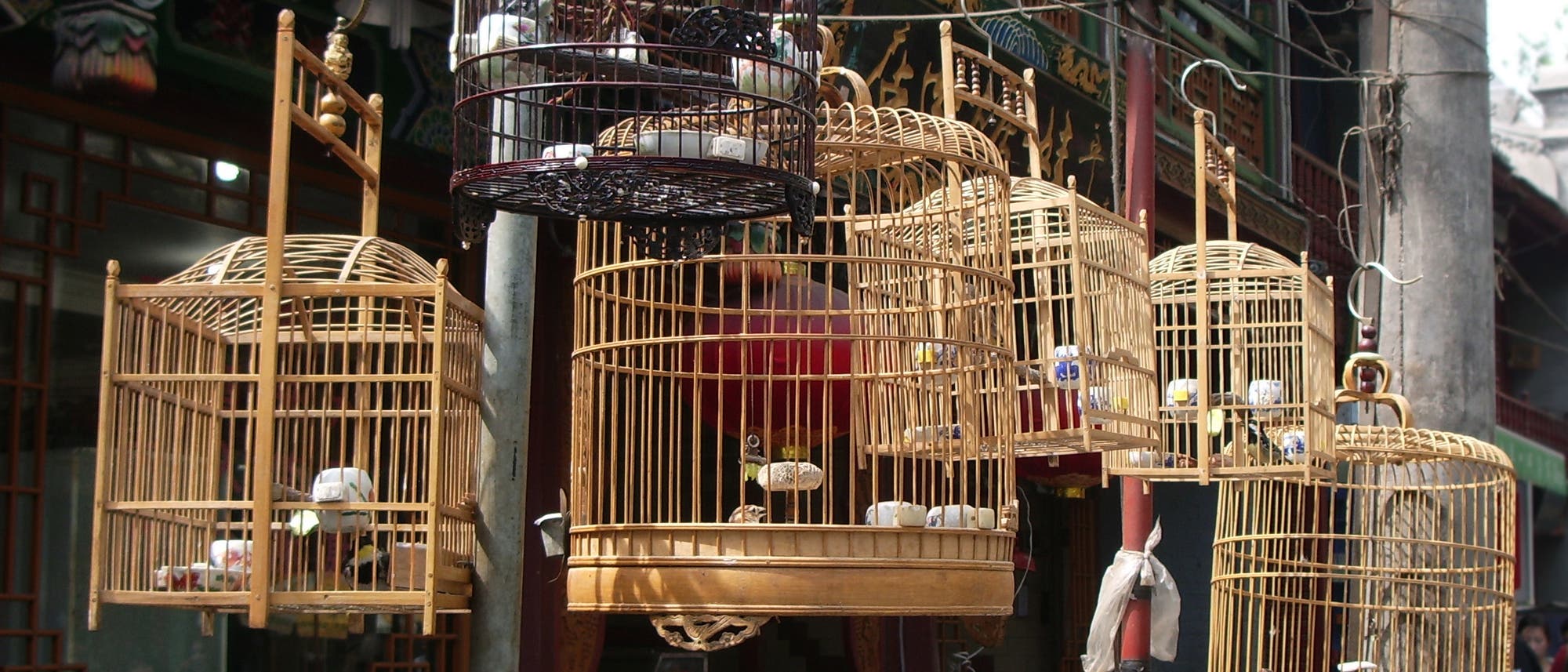 Vogelkäfige auf chinesischem Tiermarkt