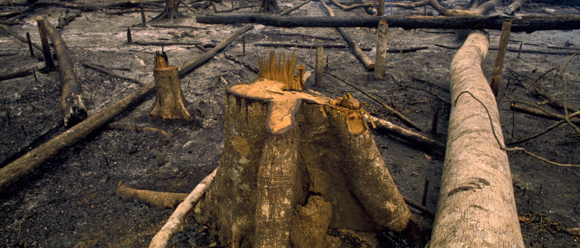 Holzeinschlag im Amazonas-Regenwald