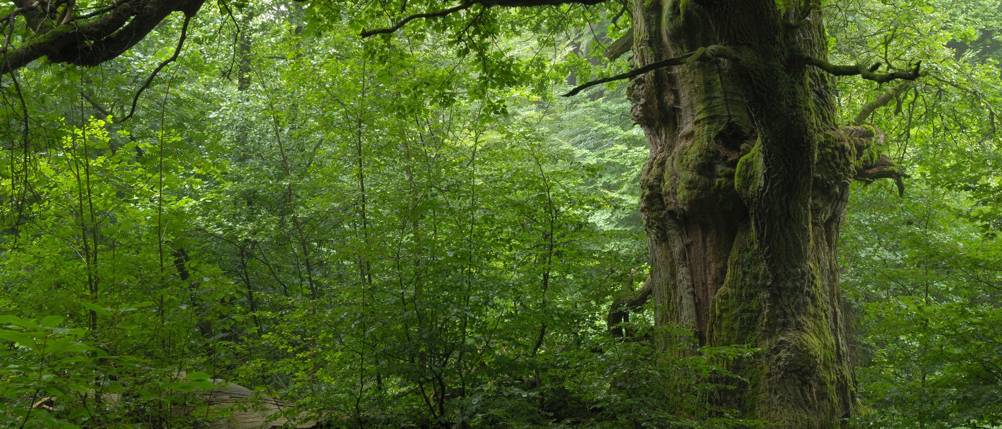 Eiche in urigem Wald in Deutschland