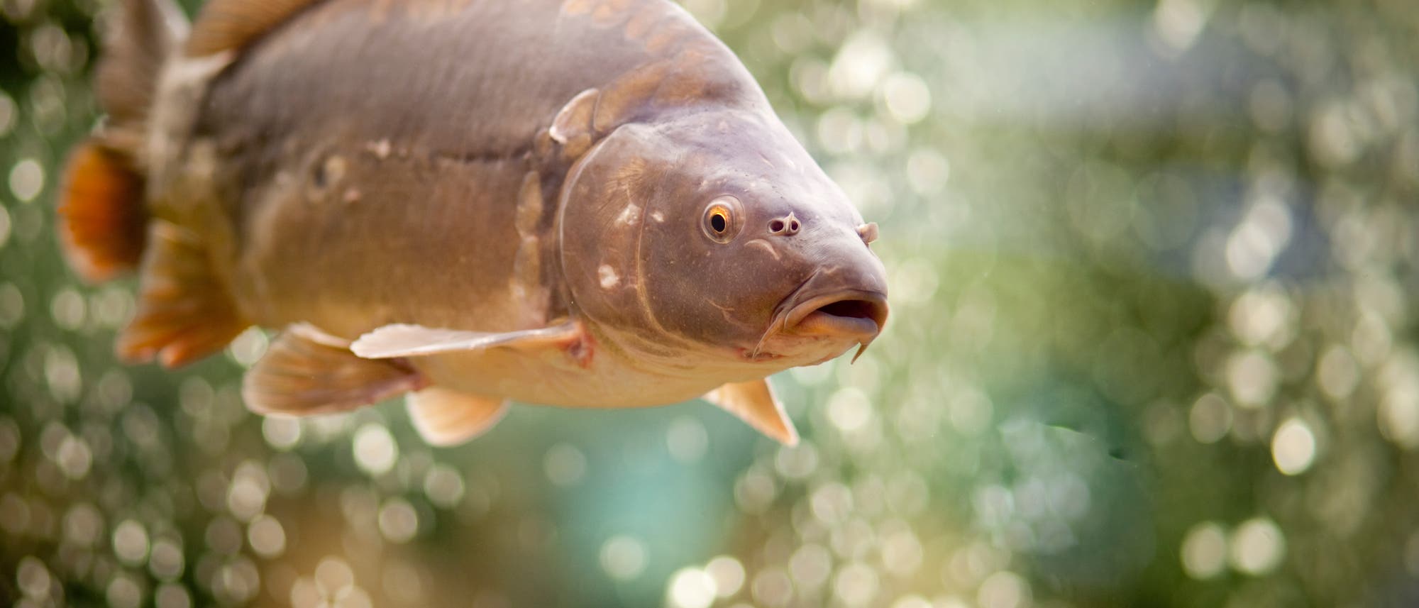 Karpfen - Blickfang auf dem Weihnachtsmarkt