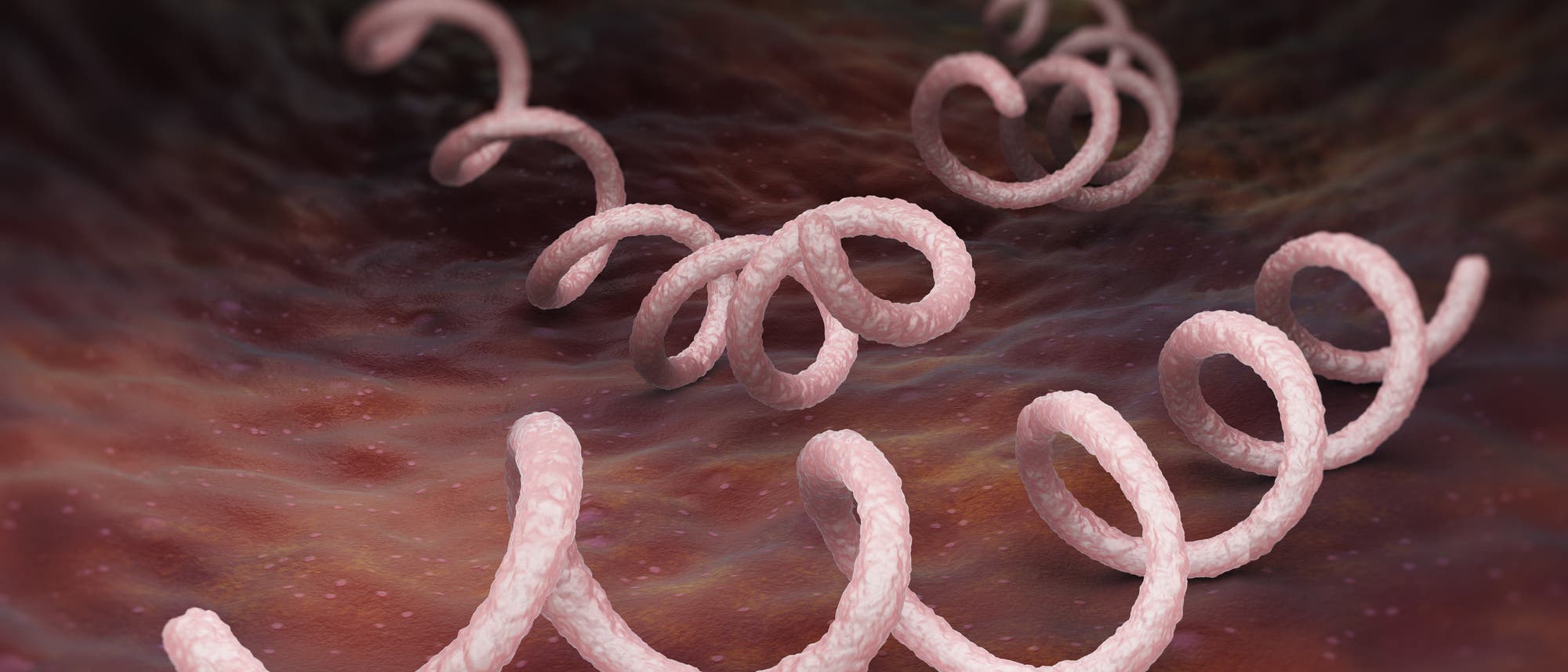 3D-Darstellung der spiralförmigen Struktur eines Syphilis-Bakteriums in einem organischen, röhrenartigen Raum, eventuell einer Ader. Die Struktur ist rosa und windet sich durch den Raum, der in dunklen Rottönen gehalten ist. Die Darstellung zeigt die mikroskopische Ansicht des Bakteriums
