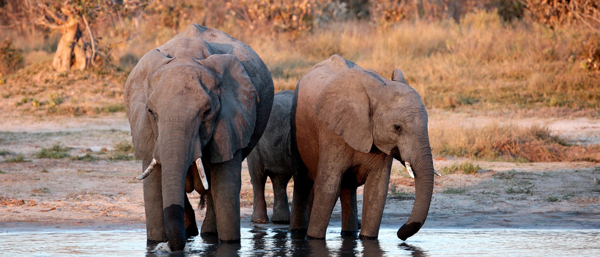 Elefanten an einem Wasserloch