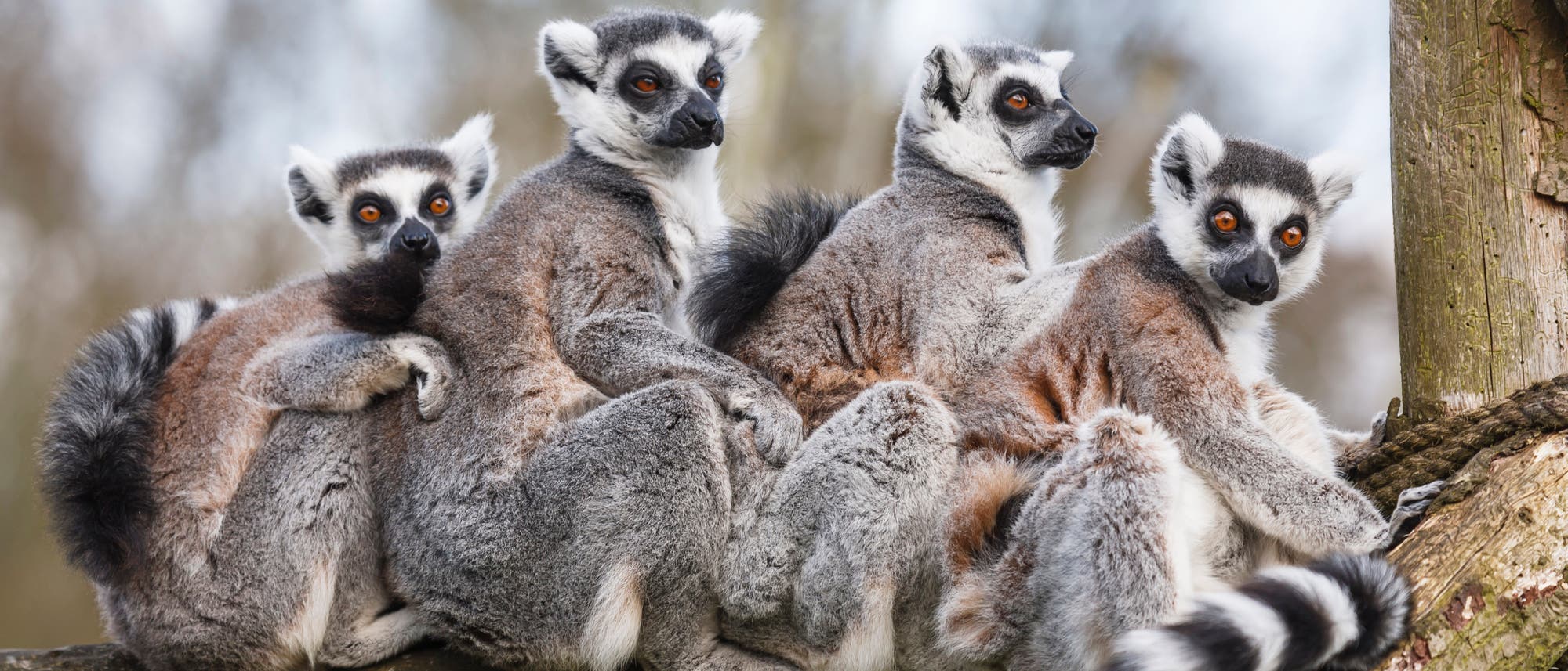 Eine kleine Gruppe von Katta-Lemuren