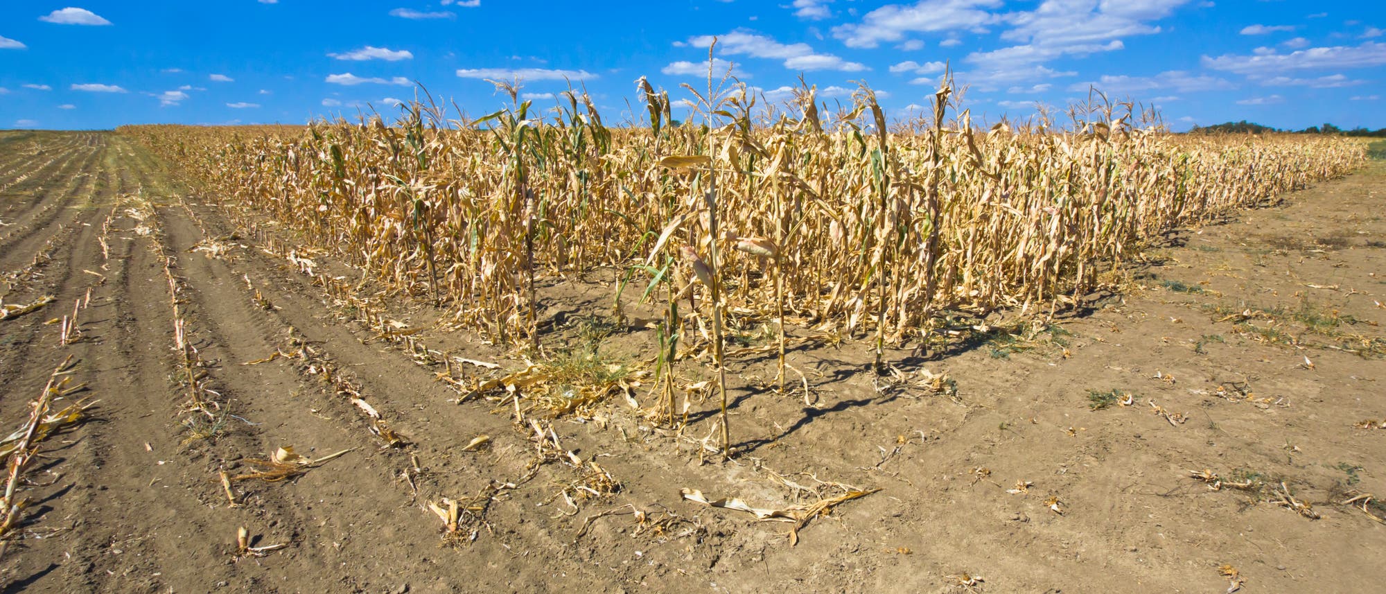 Staubiges, trockenes Feld mit traurigen verbrannten Maispflanzen
