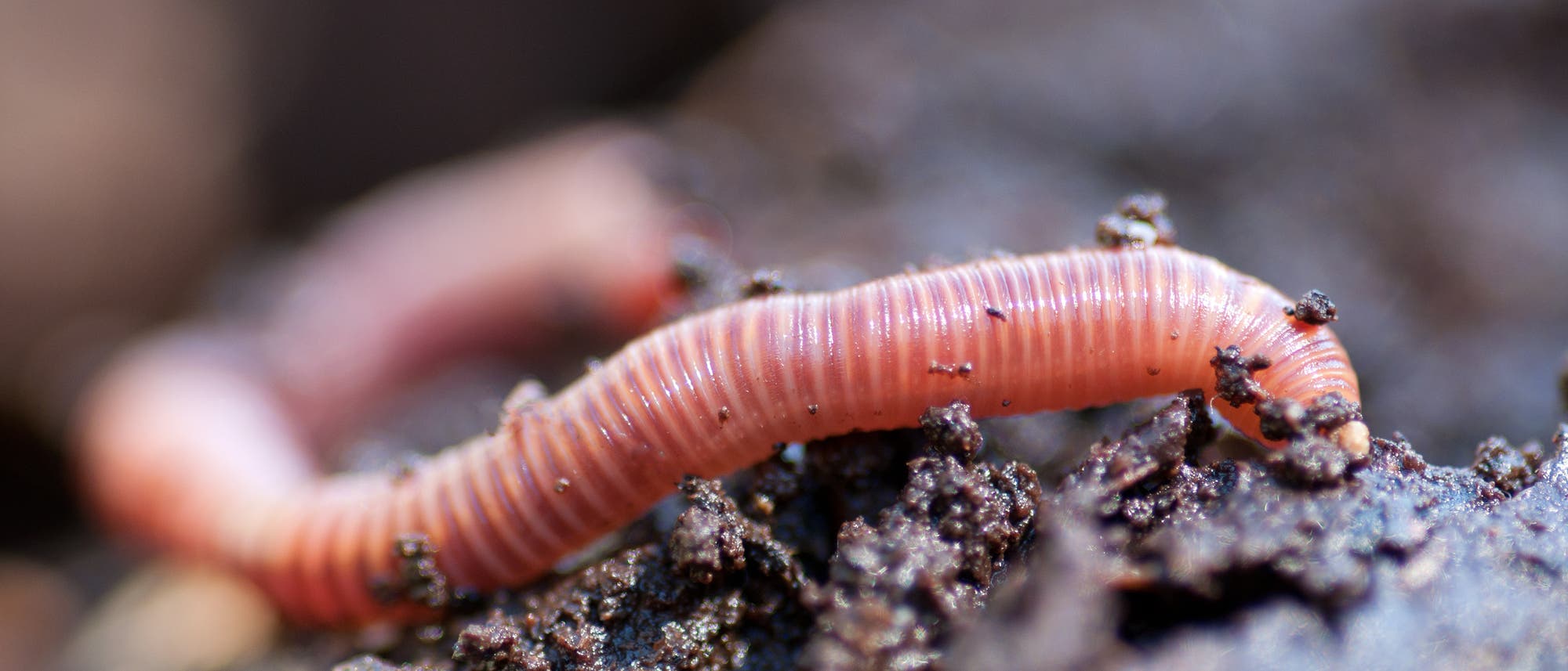 Regenwurm durchwühlt den Boden
