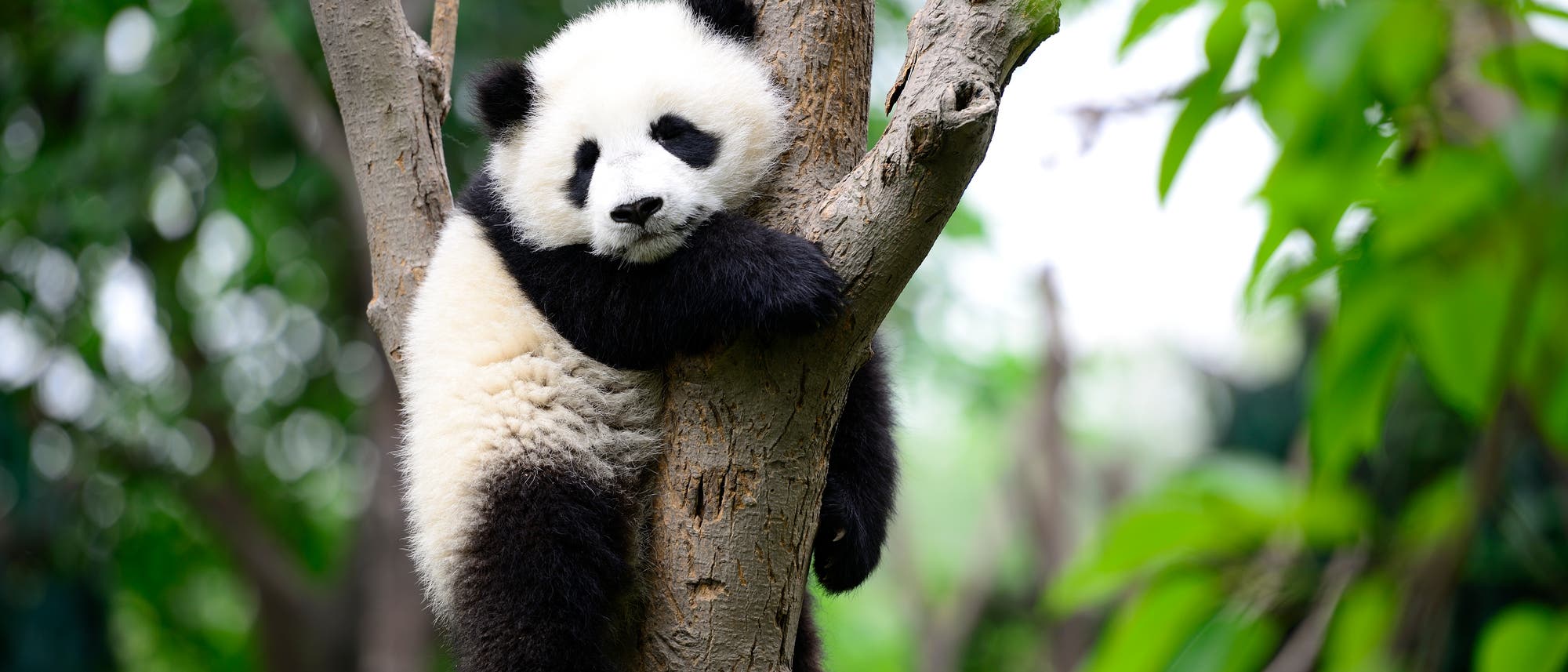 Ein junger Pandabär sitzt allein in einem Baum