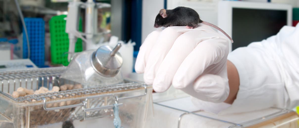 Ein Forscher lässt eine dunkelbraune Maus auf seiner Hand rumlaufen, im Hintergrund Laborausrüstung.