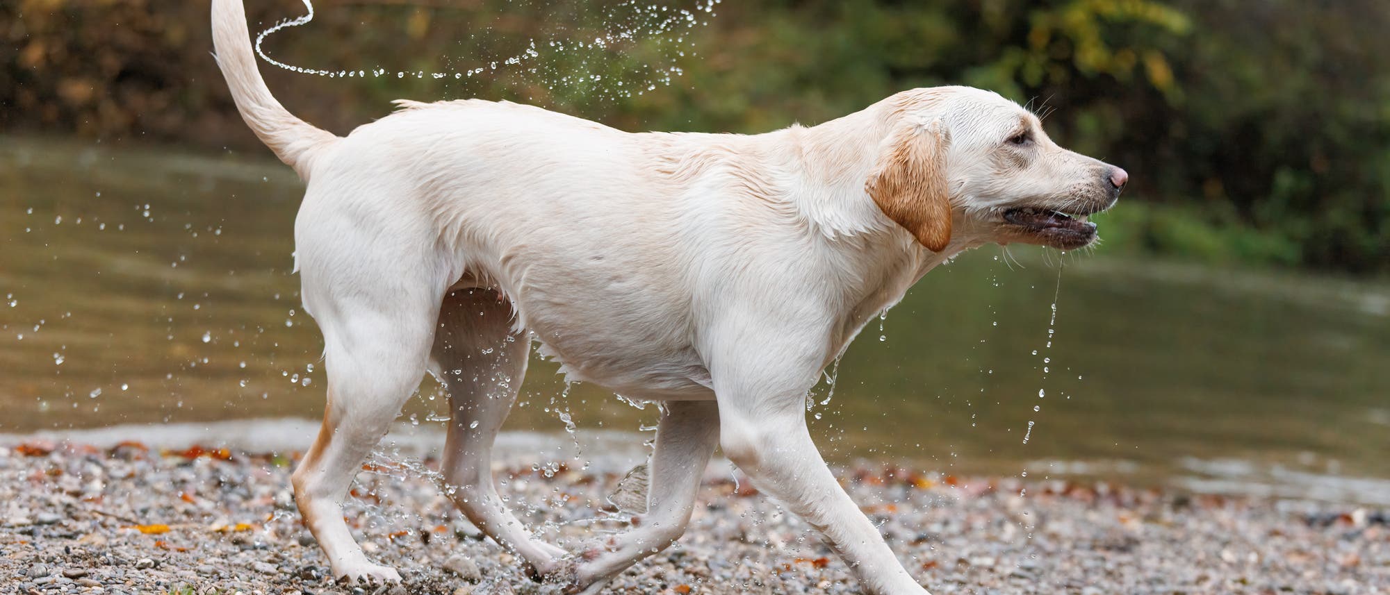 Ein fröhlich wedelnder Hund kommt aus dem Wasser