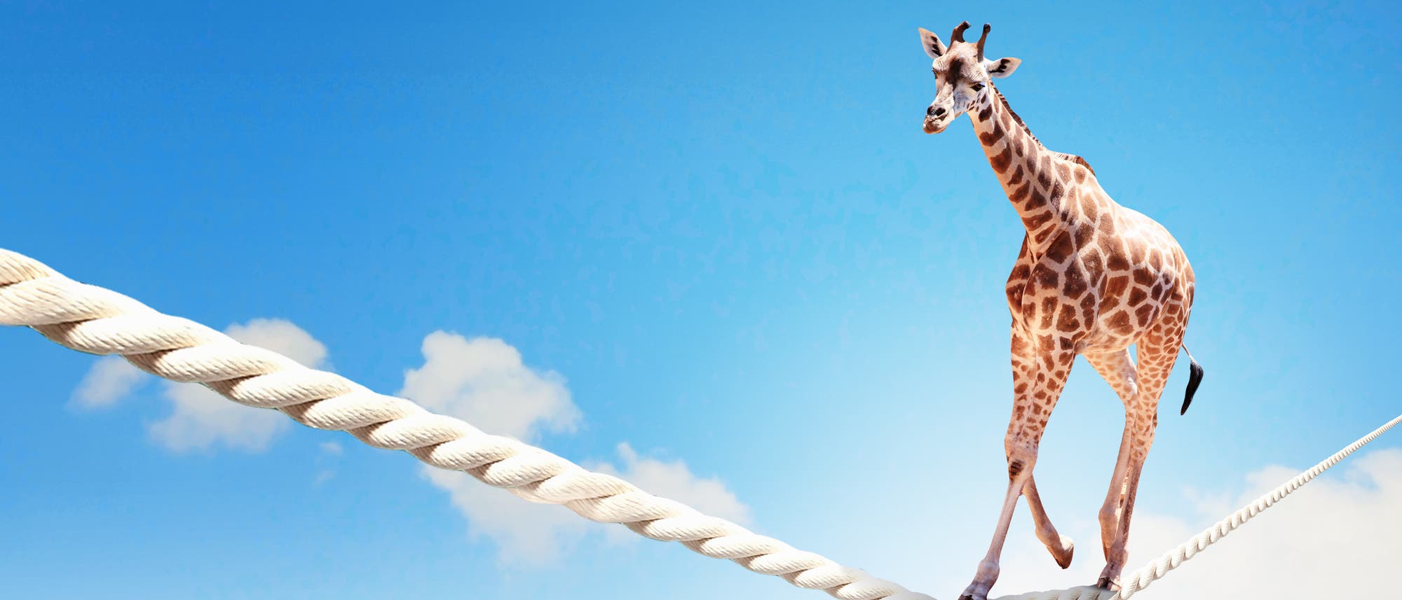 Eine Giraffe balanciert auf einen Seil