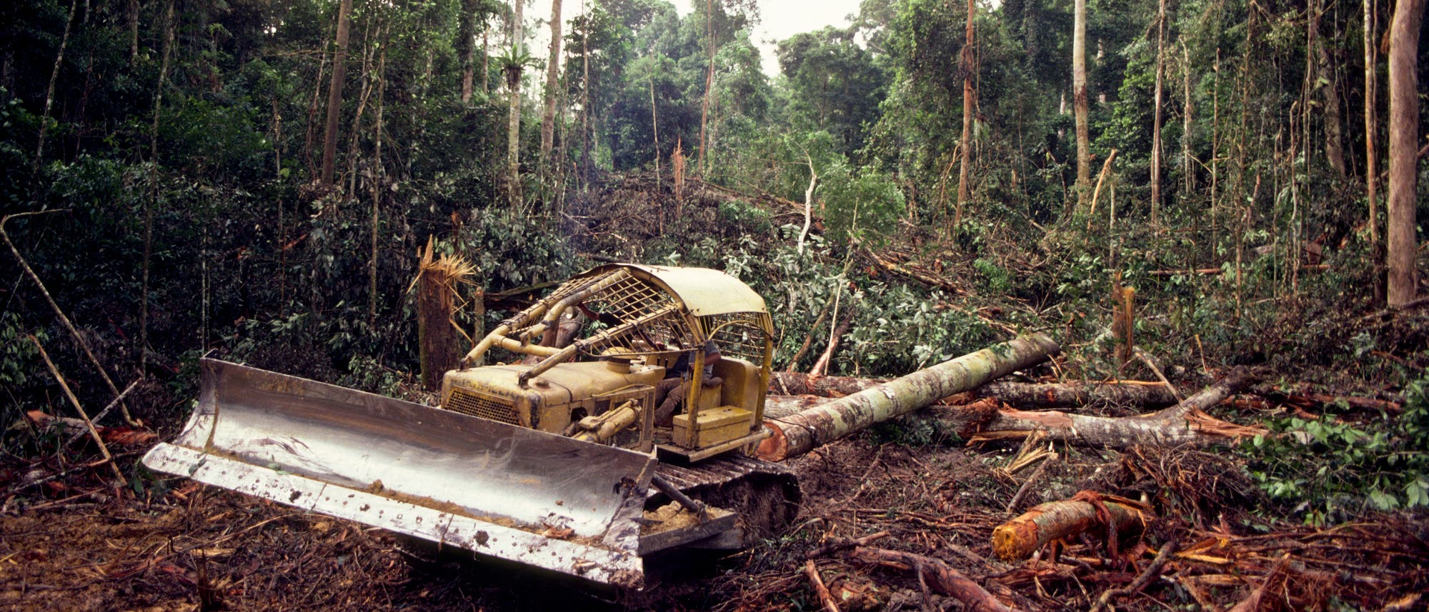Entwaldung mit dem Bulldozer