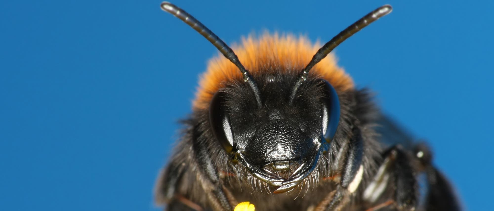 Eine Biene in Nahaufnahme