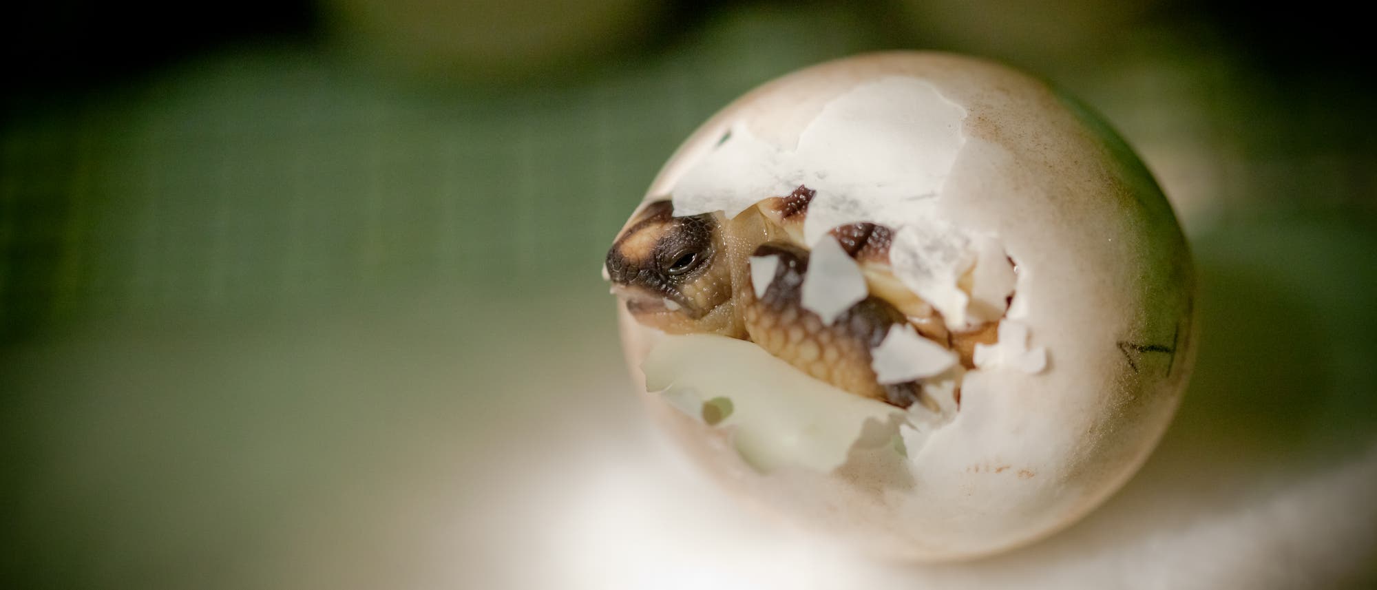 Schildkröte schlüpft aus Ei