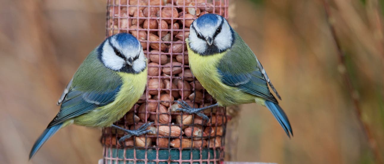 Zwei sehr skeptisch guckende Blaumeisen.