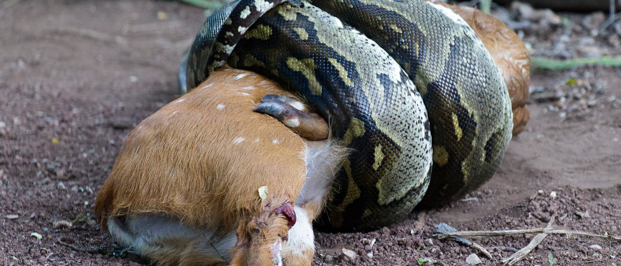 Ein Python hat zwei Schlingen seines Körpers um das Beutetier gelegt und drückt es nun, bis dessen Kreislauf kollabiert.