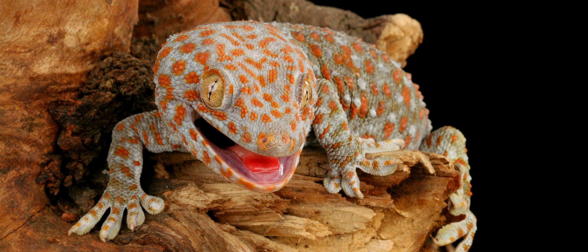 Der Tokeh-Gecko hat orangefarbene Punkte auf grünblauer Haut.