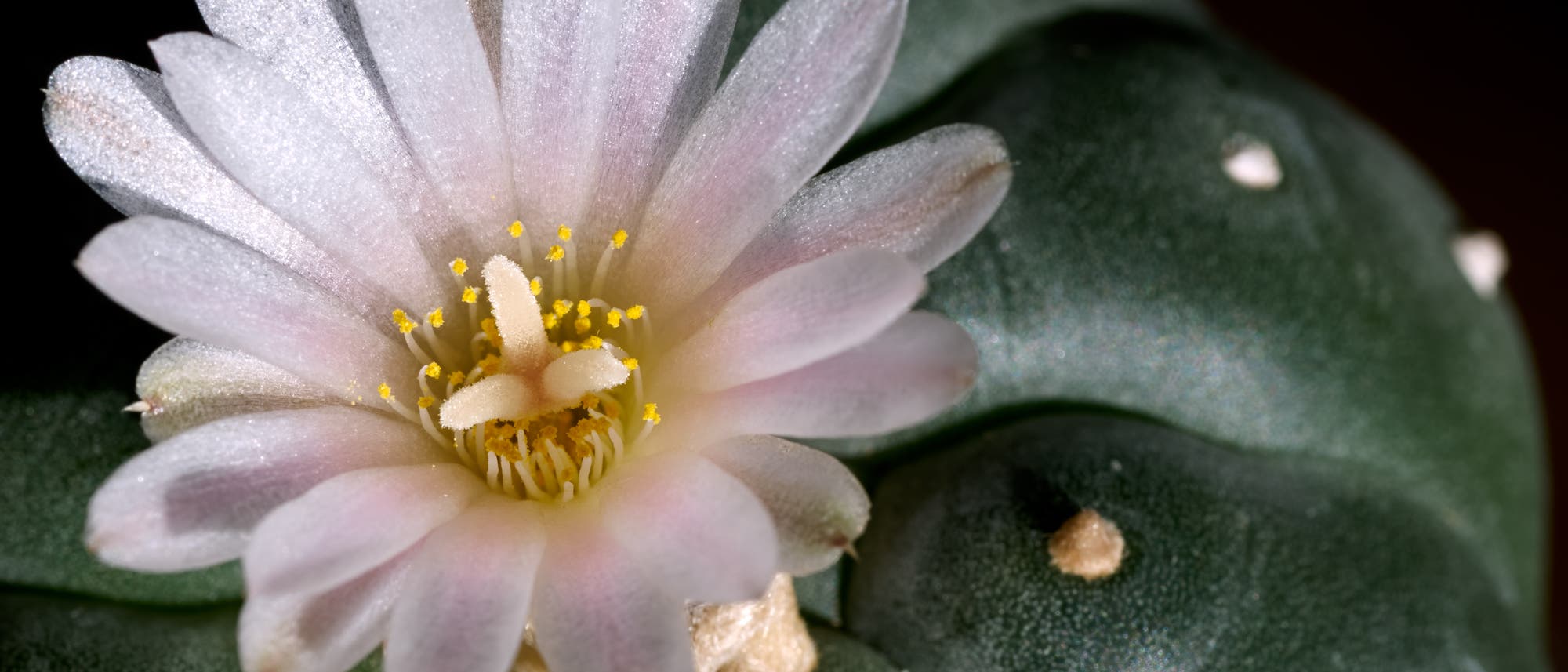 Blüte eines Peyote-Kaktus
