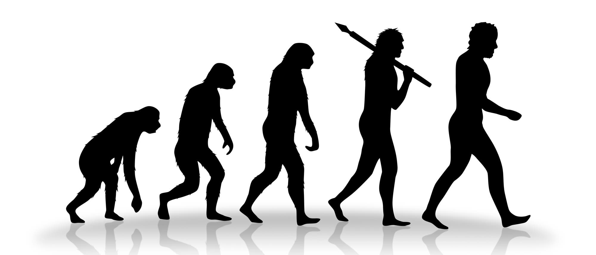 Stufen der Evolution des Menschen