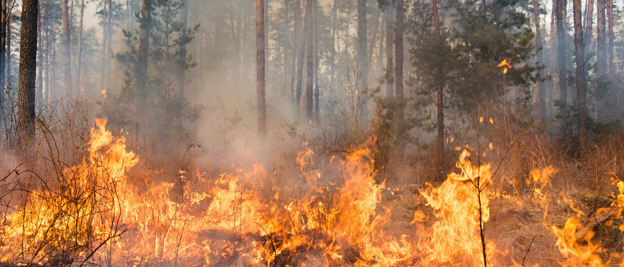 Waldbrand im Anfangsstadium (Symbolbild)