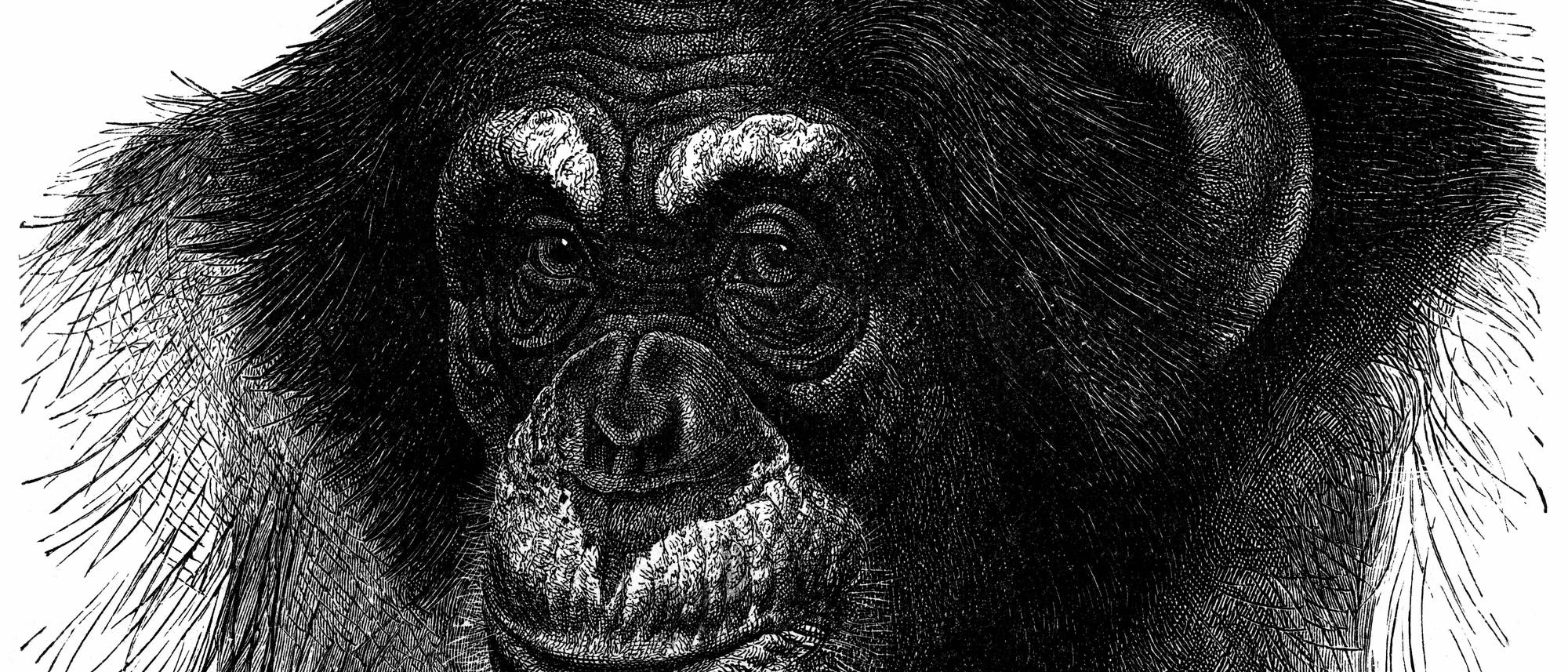 Ein gezeichnetes Porträt eines Schimpansen