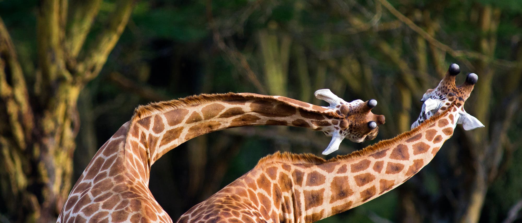 Zwei Giraffen kämpfen miteinander