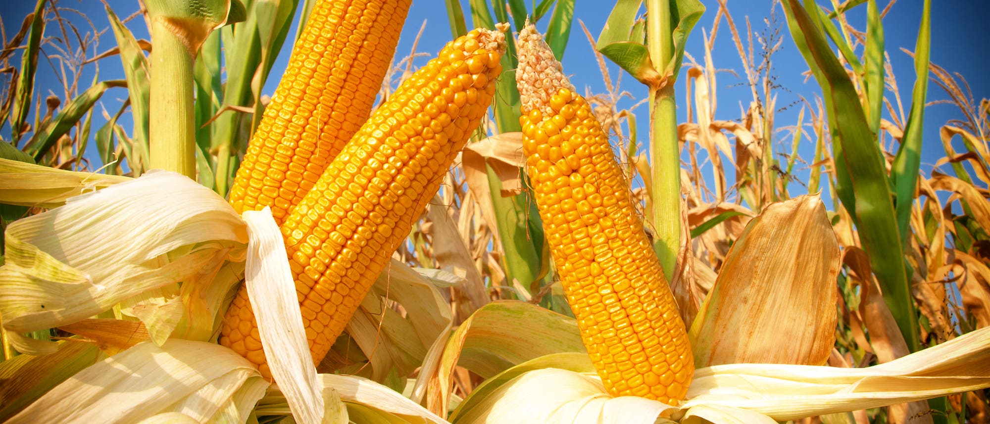 Der Mais hat wohl das dynamischste Genom der Welt