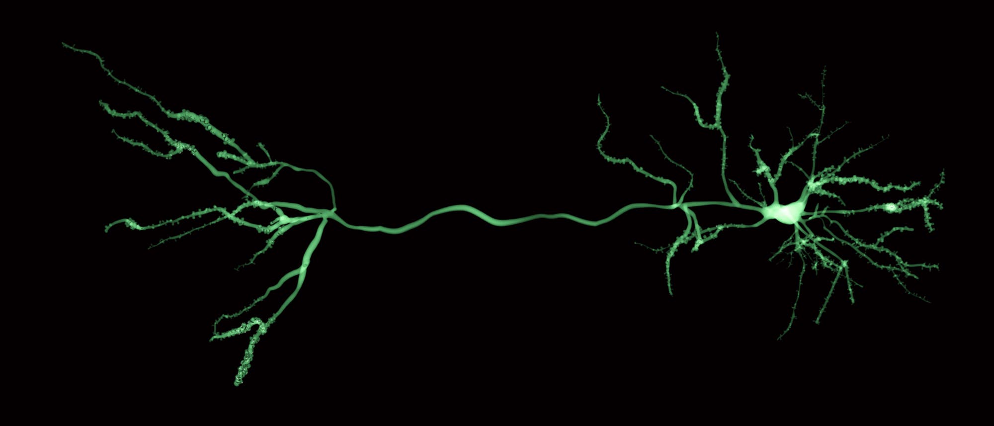 einzelne Nervenzelle, rechts Zellkörper und Dendriten