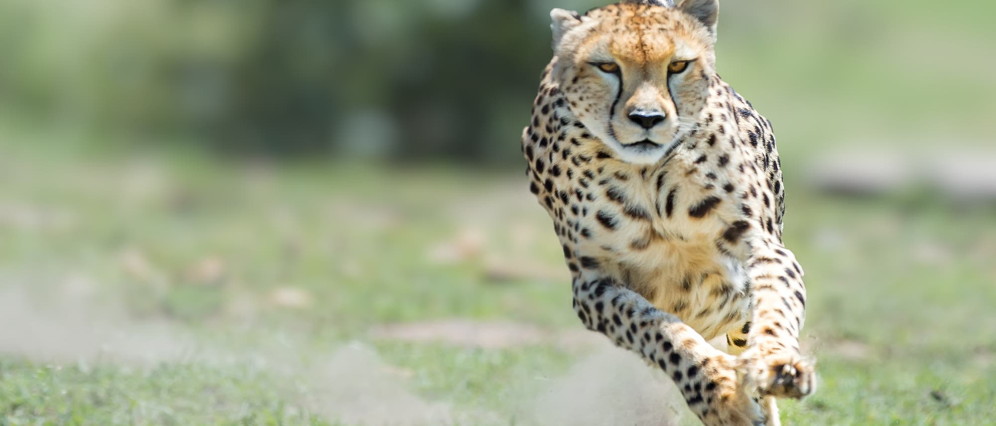 Gepard in vollem Lauf