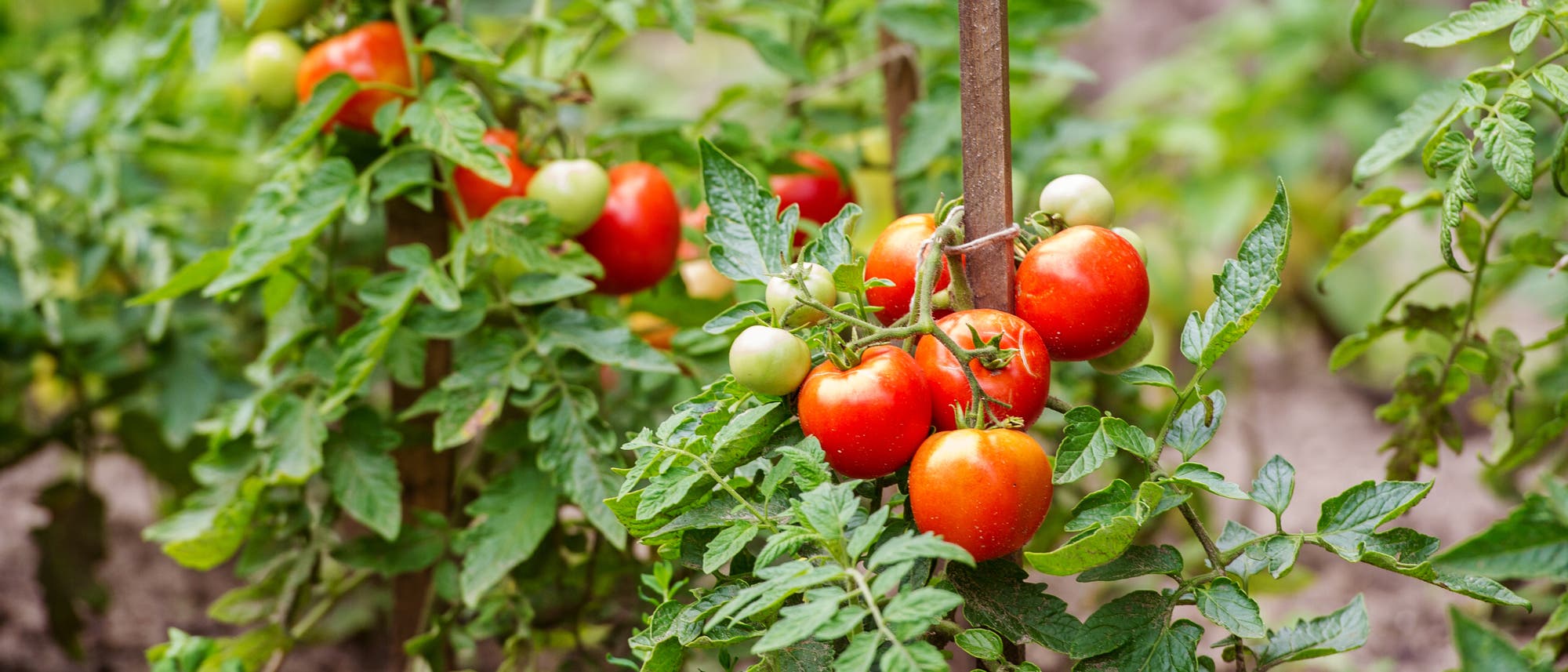 Eine Reihe Tomatenpflanzen mit reifen und unreifen Früchten.