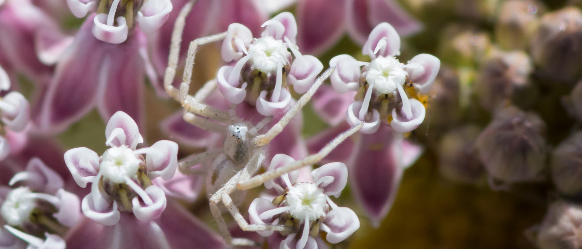 Gut versteckte Krabbenspinnen (Misumenoides formosipes) auf Blüten